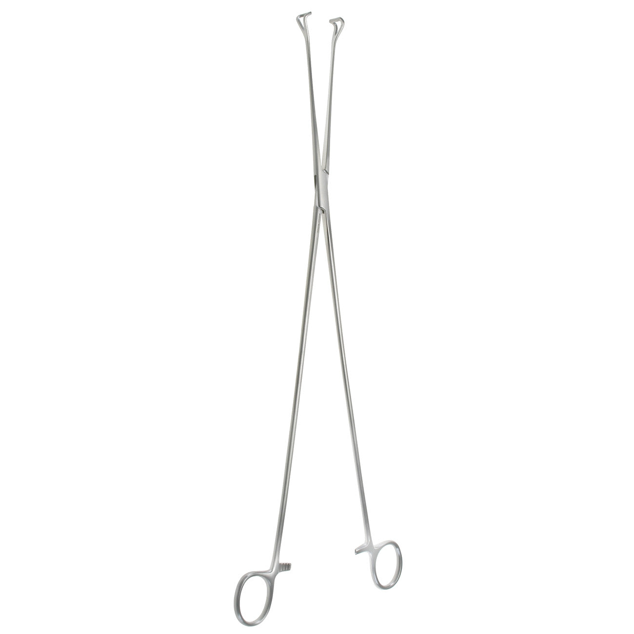 16" Babcock Tissue Forceps.